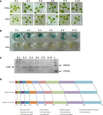 The journey of cardosin A in young Arabidopsis seedlings leads to evidence of a Golgi-independent pathway to the protein storage vacuole